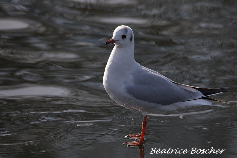 Mouette rieuse.jpg